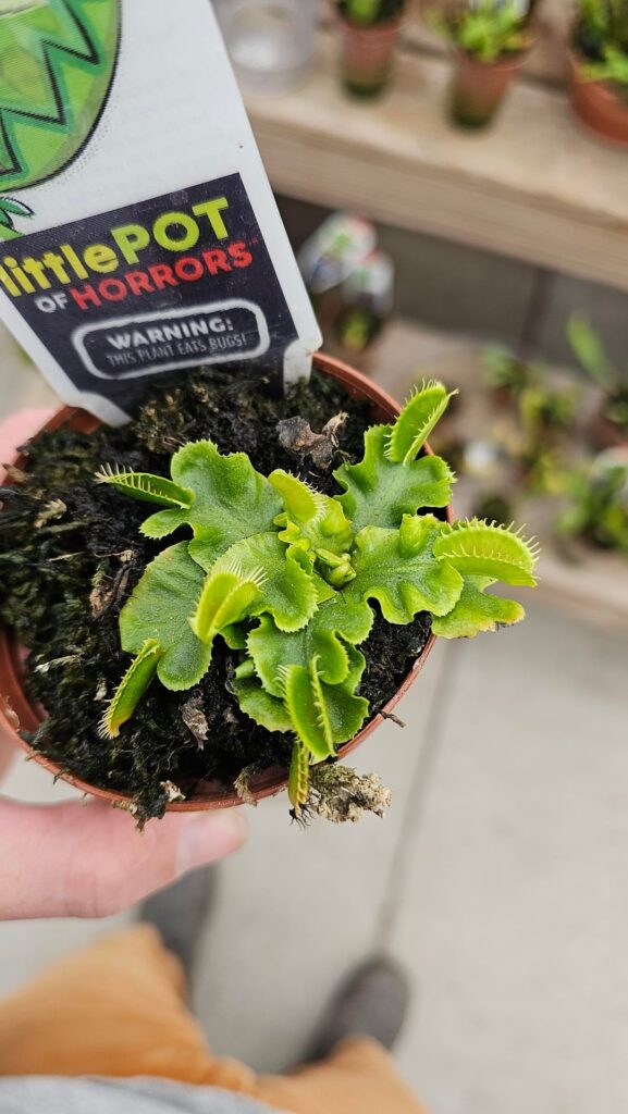 Dionaea mutation or normal variation?