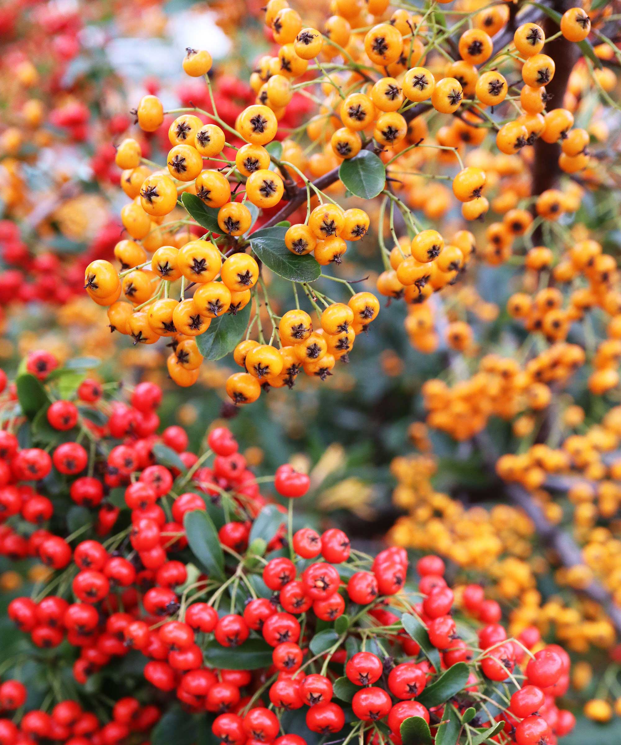 Firethorn berries in orange and red