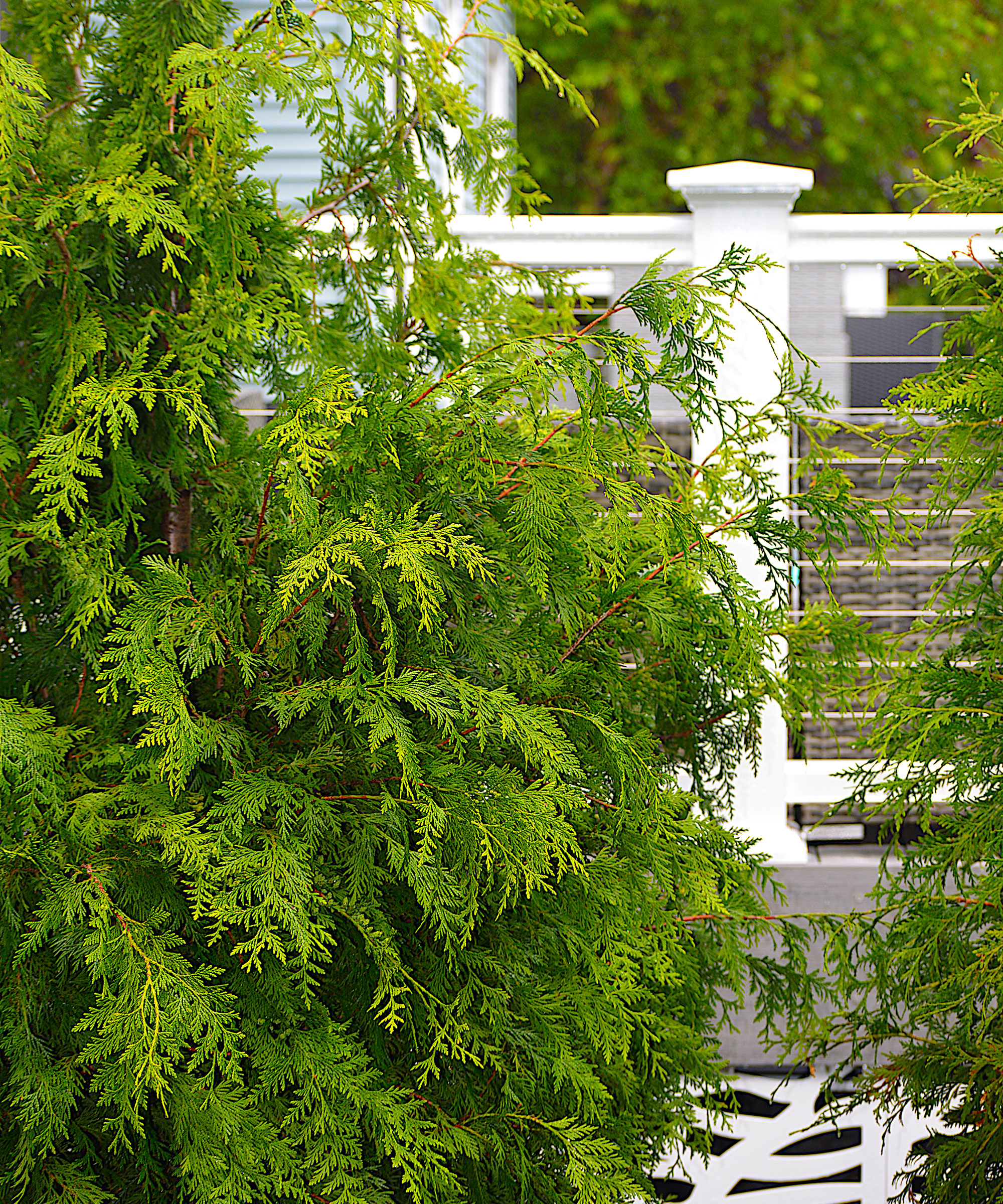 'Green Giant' Arborvitae tree used for screening with white fence