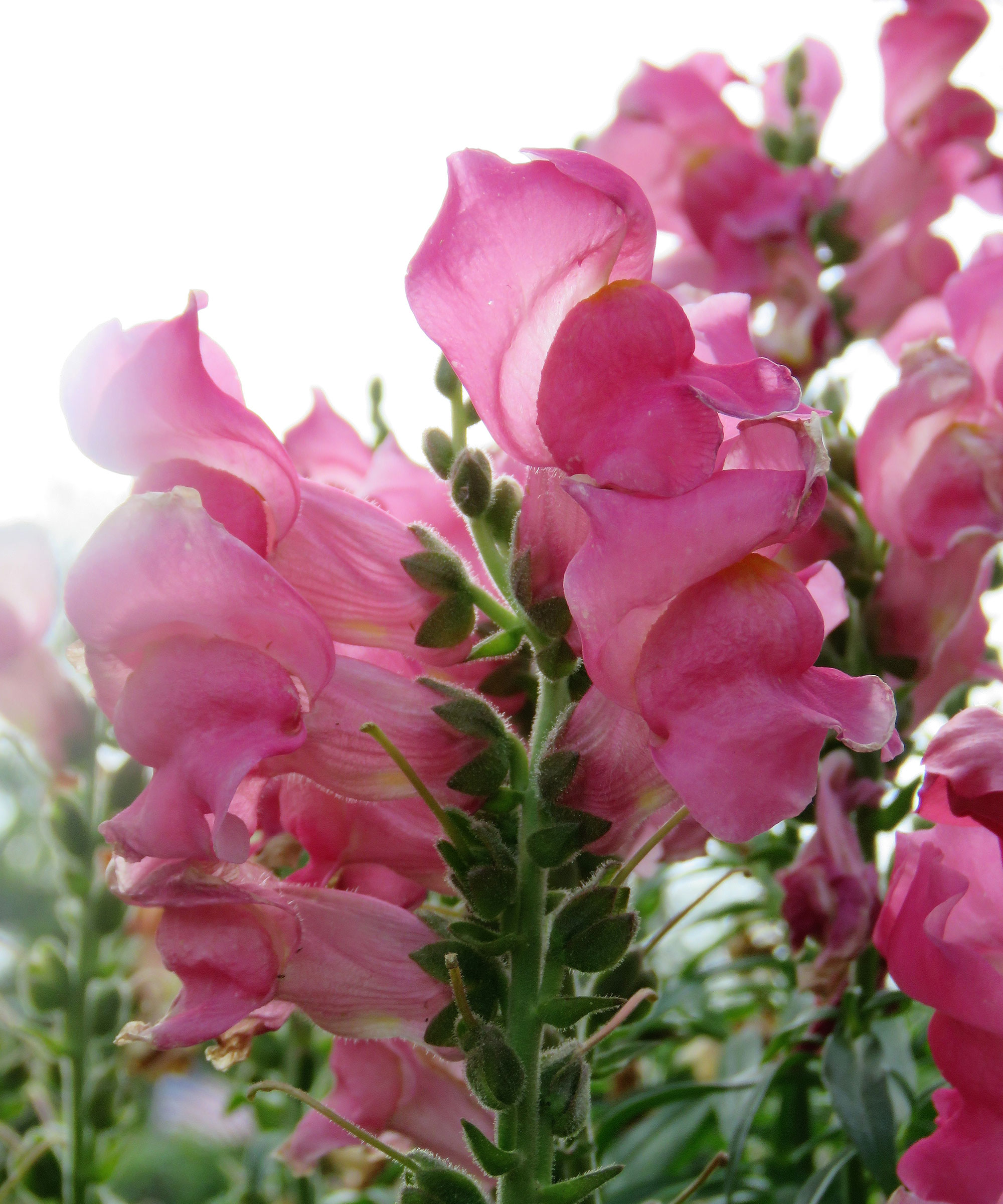 snapdragons in full bloom