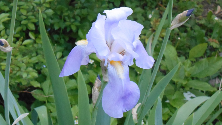 'Pallida' heirloom iris in bloom.