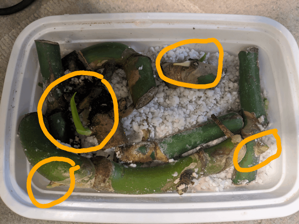 2 months after starting my first prop box from a rescued monstera