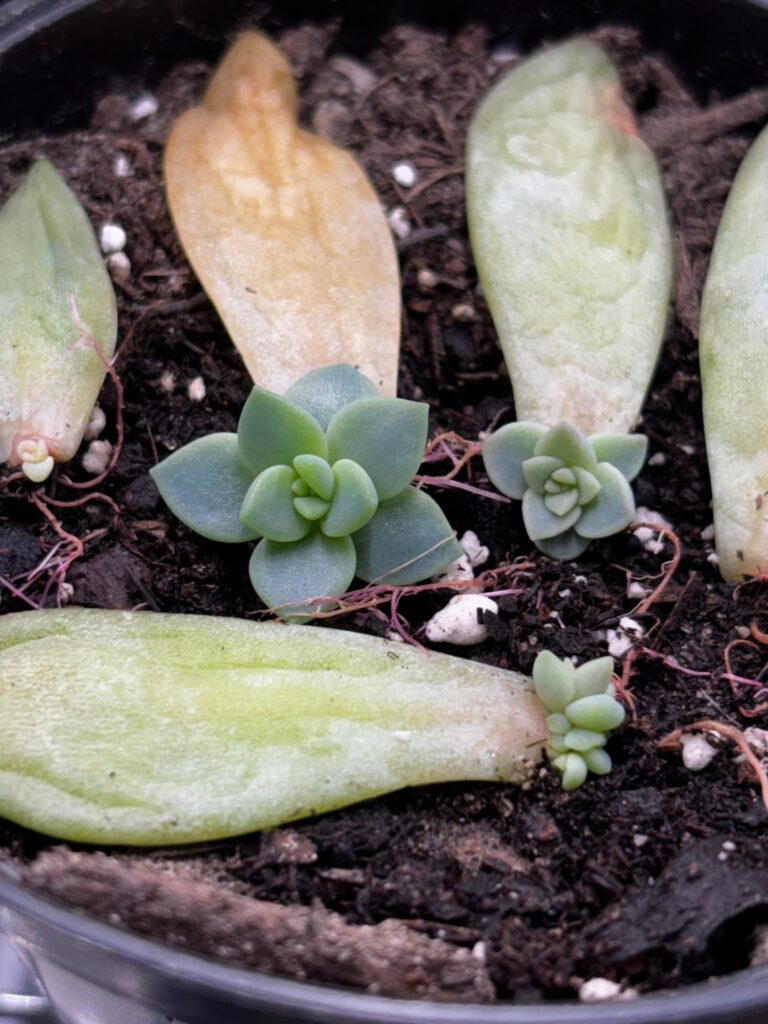 I may have succeeded.