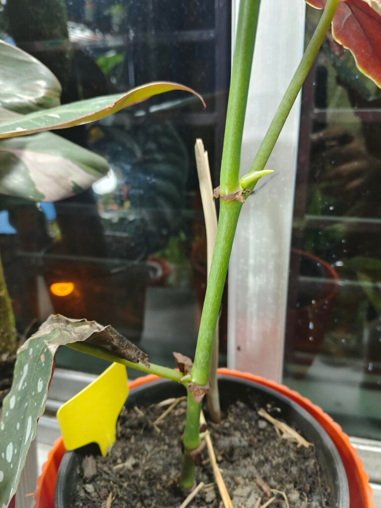 Help please Help please