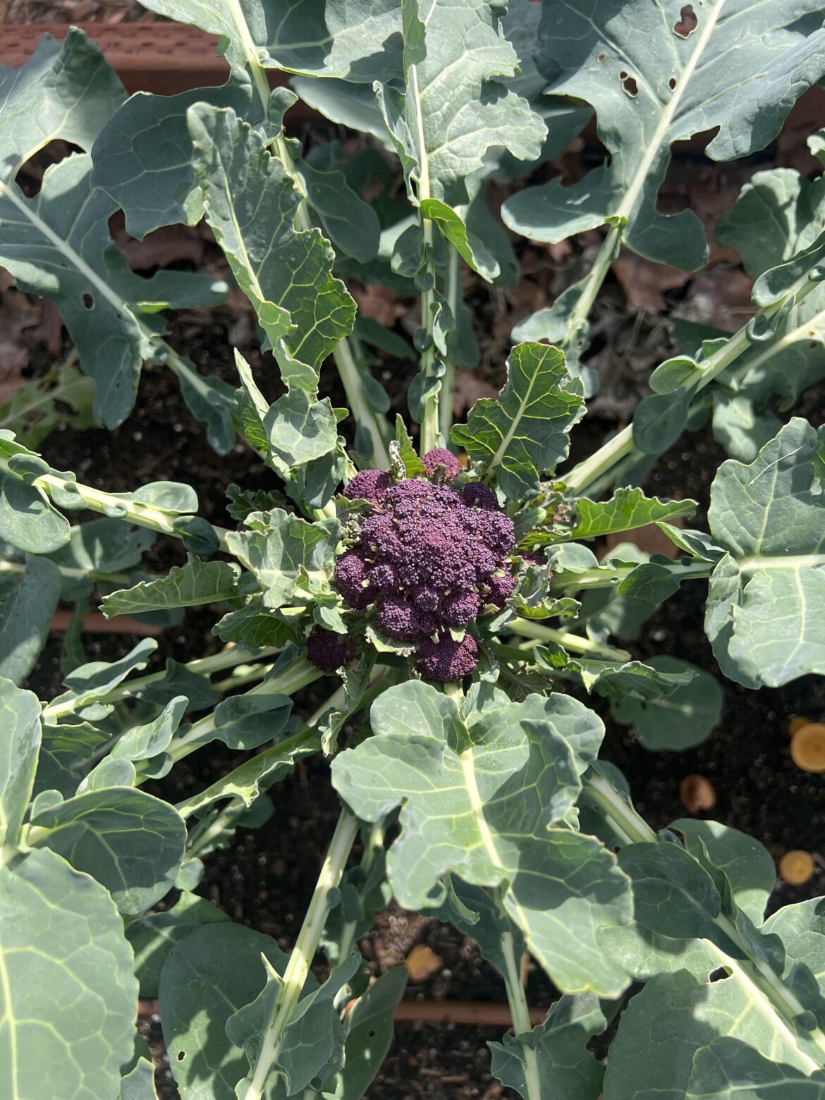 Is it normal for those little leaves to be coming through the main floret on this head of broccoli?