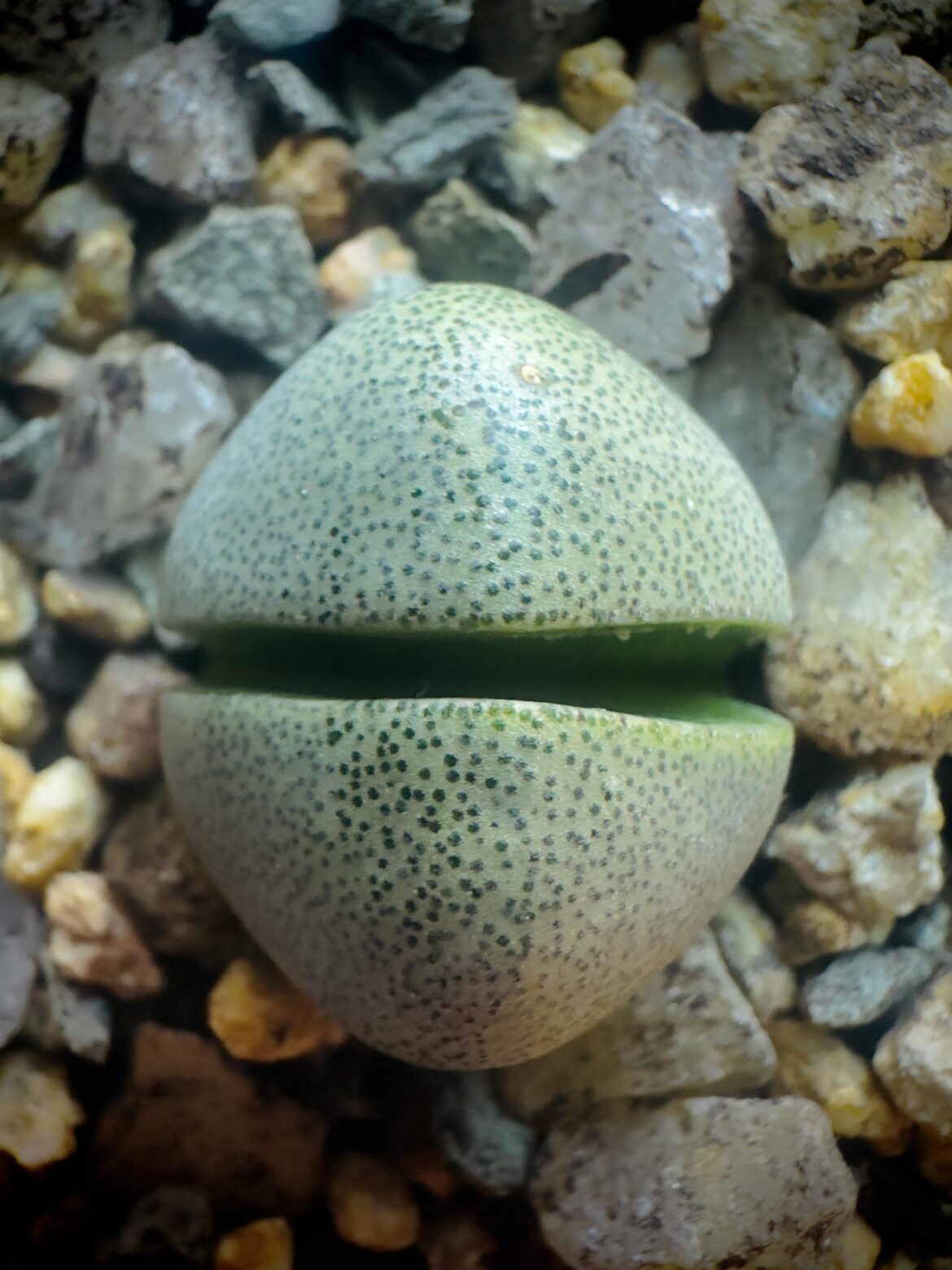 The texuture of split rock