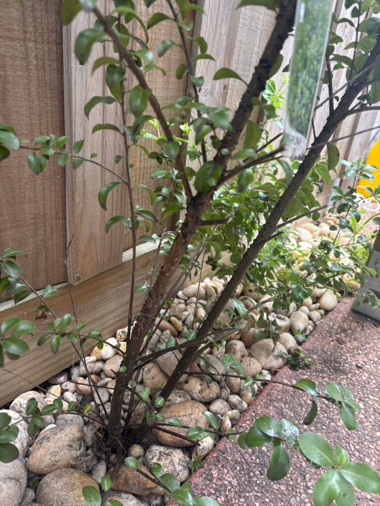 Black Spots – Pittosporum Black Spots - Pittosporum