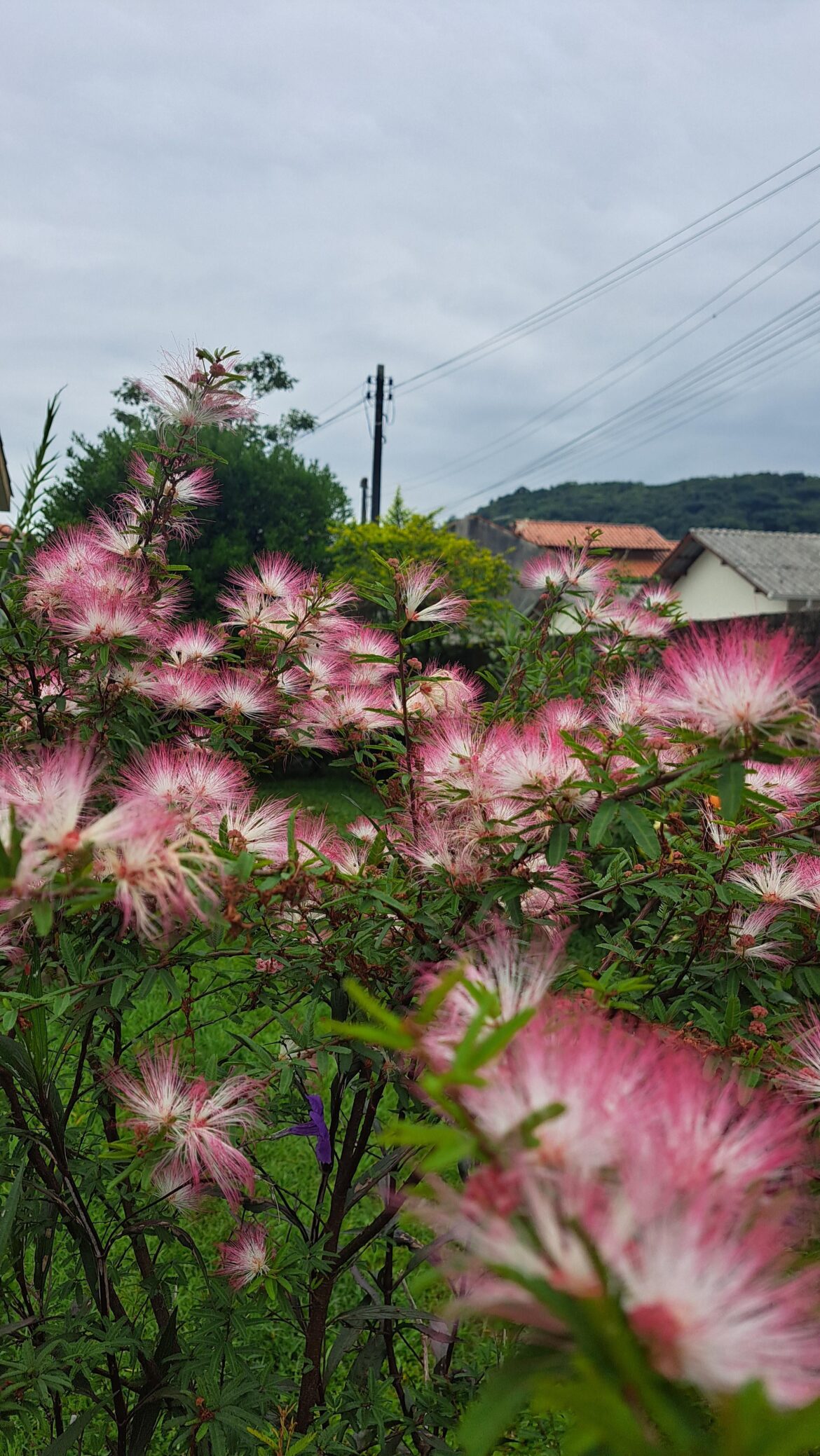 I found this pink powder puff on the way home 🌷🌸🌺