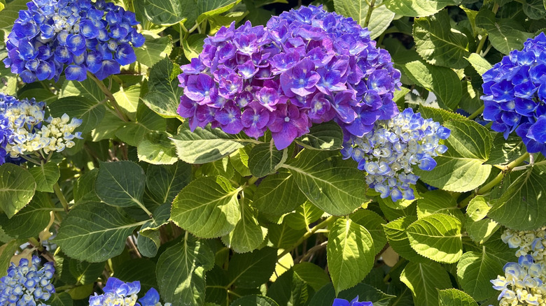 'Penny Mac' broadleaf hyndrangea