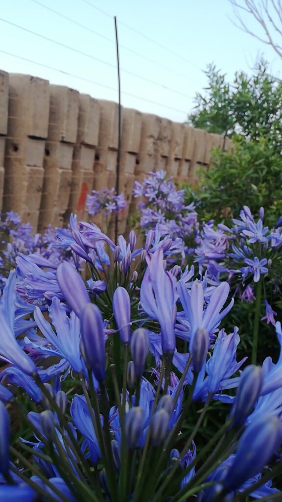 Almost all the blooms in my garden at the moment.