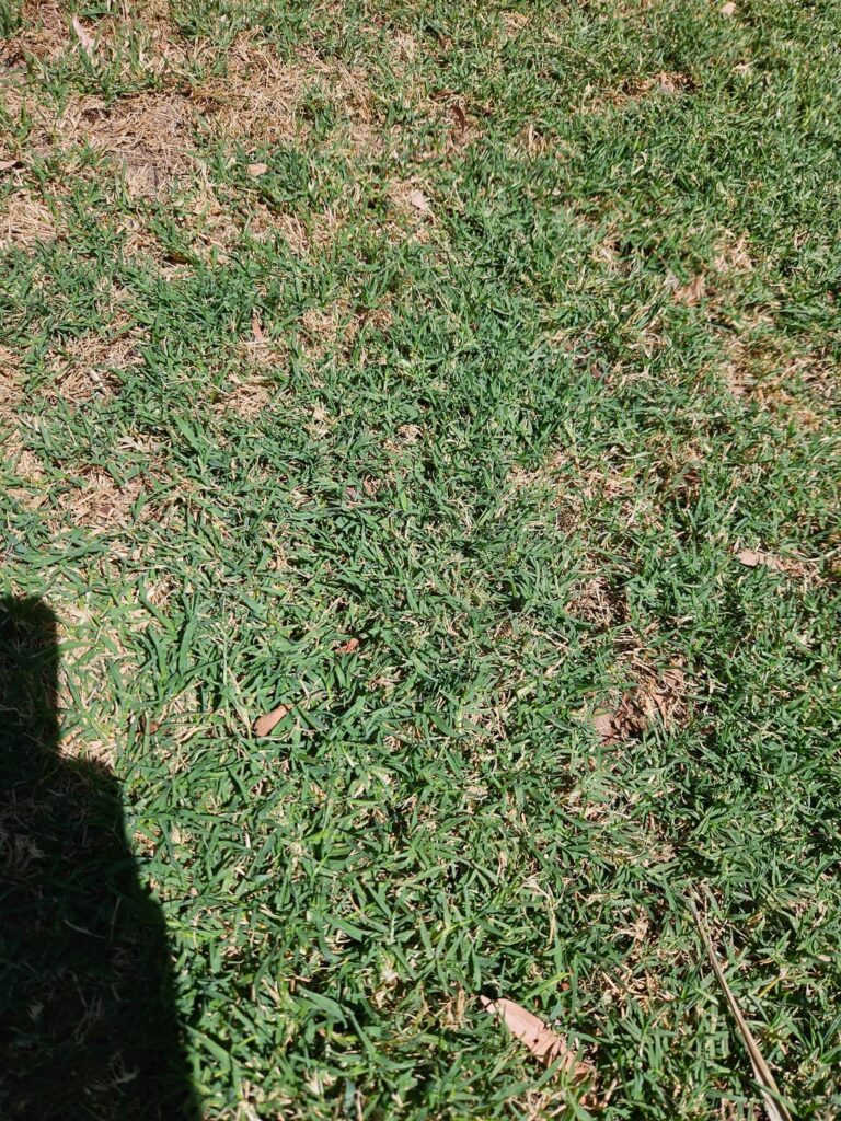 Grass Identification