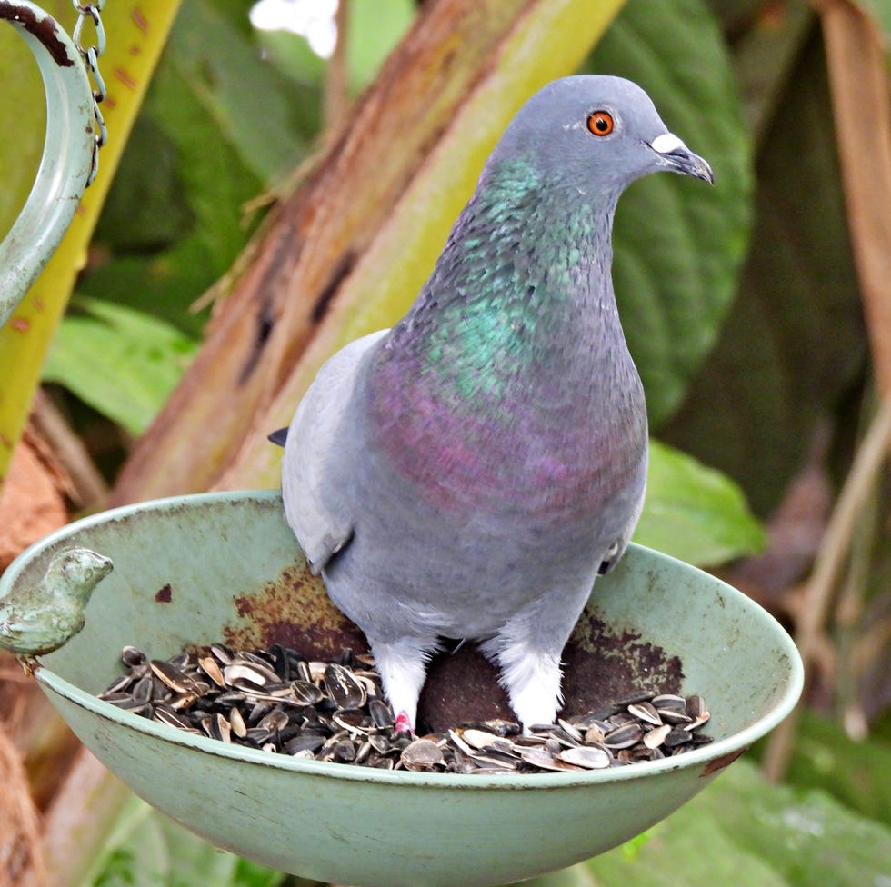 pigeon in a bird feeder