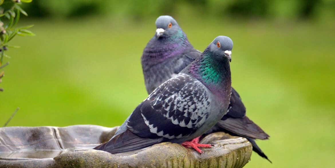 How To Keep Pigeons Away From Garden Bird Feeders