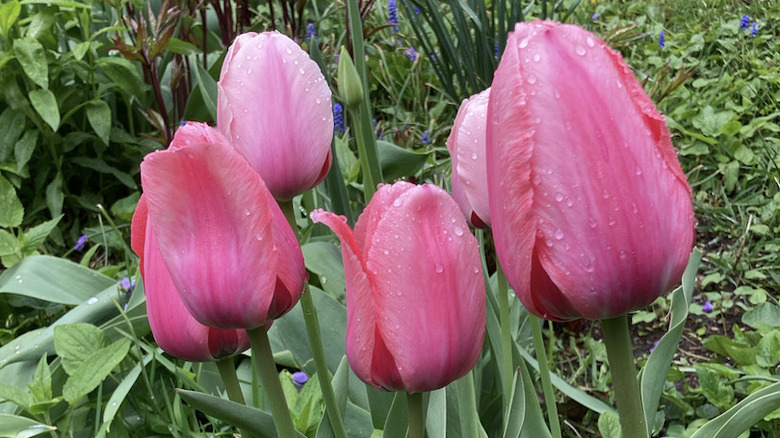 'Pink Impression' tulips after a rain shower