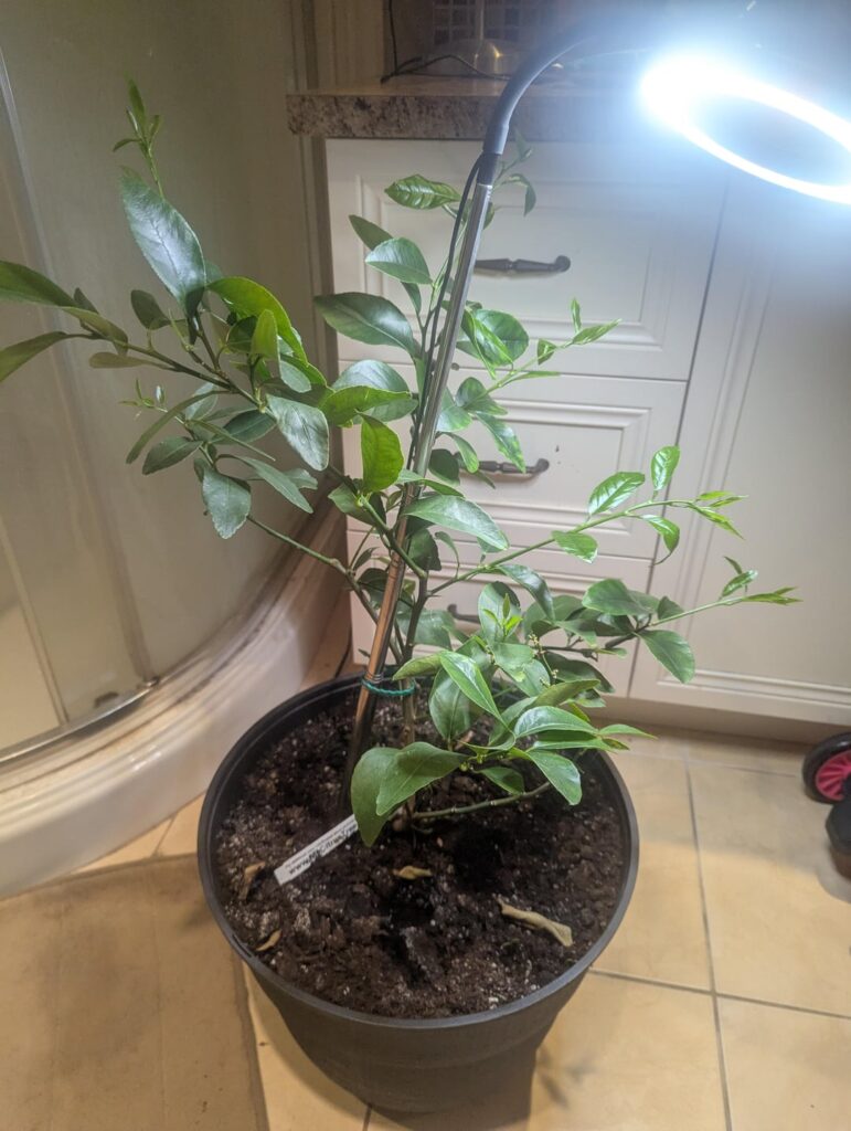 Maintaining a Line tree