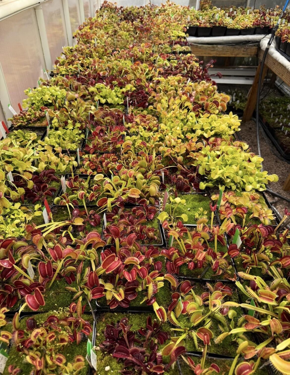 Is anyone else missing the northern hemisphere sun right now? Because my flytraps sure are… Is anyone else missing the northern hemisphere sun right now? Because my flytraps sure are…