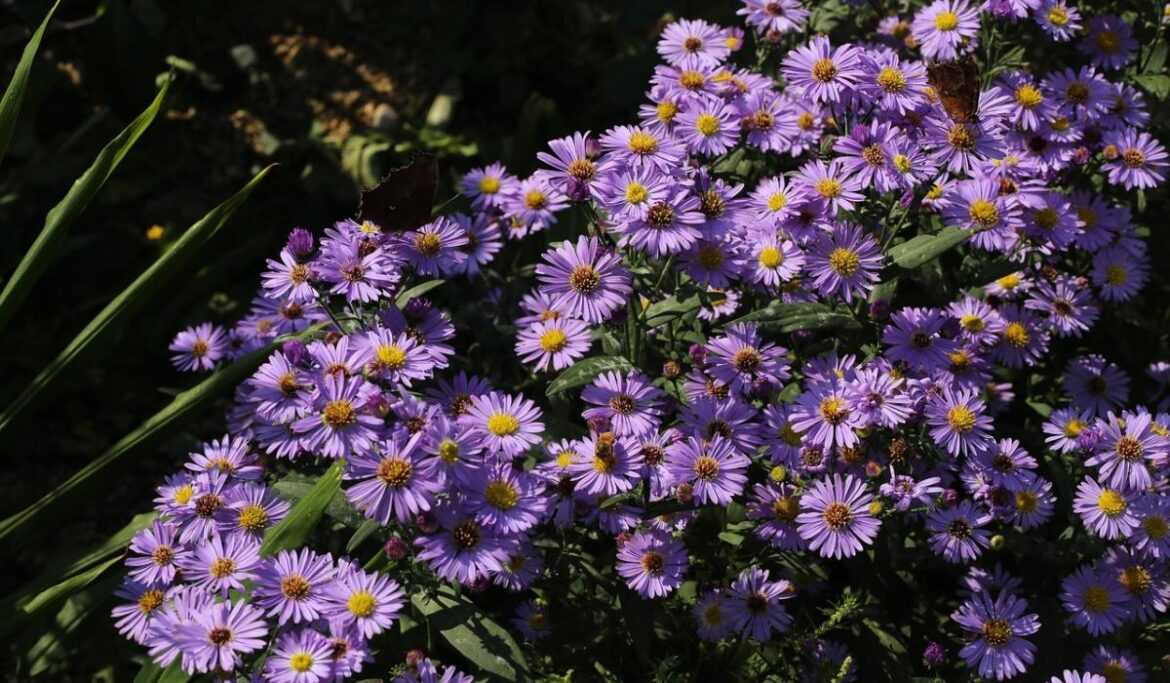 Gardening: Small winter jobs that make a big difference Gardening: Small winter jobs that make a big difference