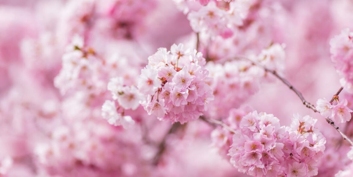 Plant Your Cherry Blossom Tree Now For Spectacular Spring Colour Plant Your Cherry Blossom Tree Now For Spectacular Spring Colour