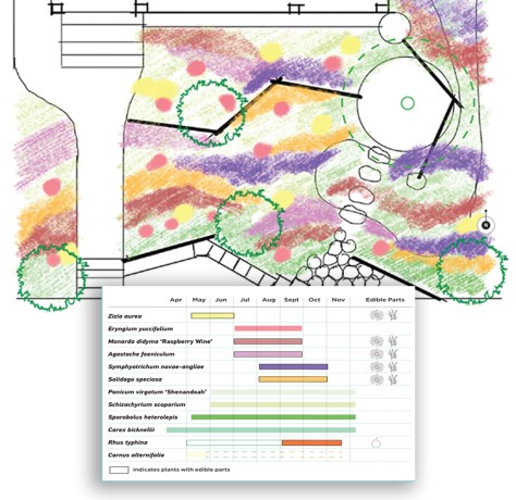 Ji’s planting diagram emphasizes seasonal interest and edible species. Image by Ping Design LLC