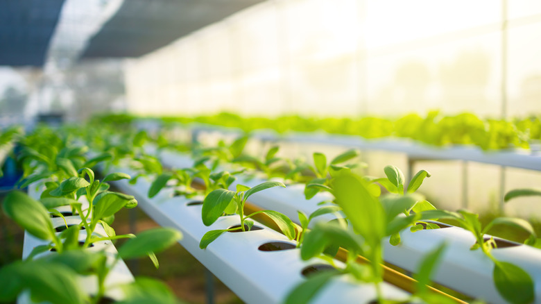 Plants grown hydroponically in a greenhouse, receiving rich sunlight from the outside