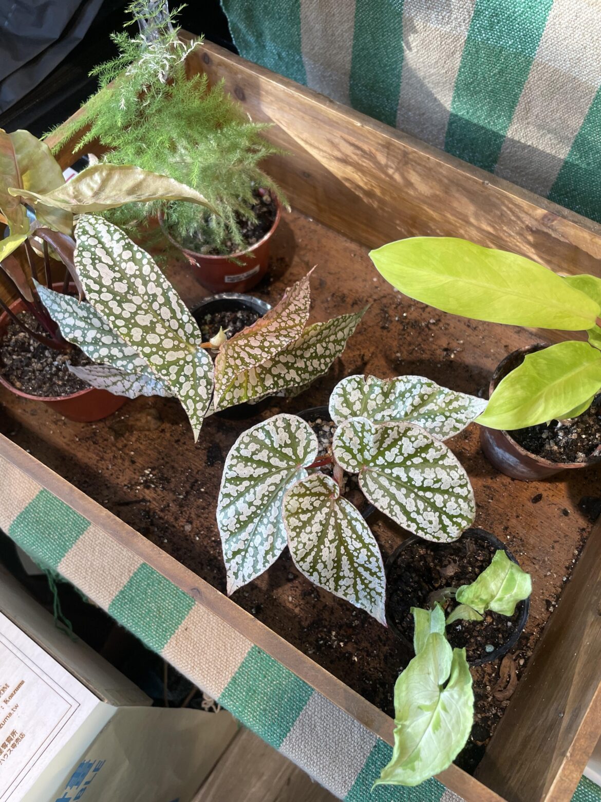 Can I use hot glue instead of silicon when I’m building a vivarium?