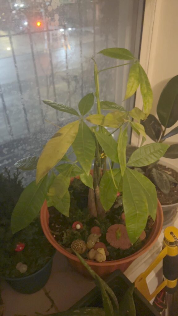 My money tree is dying