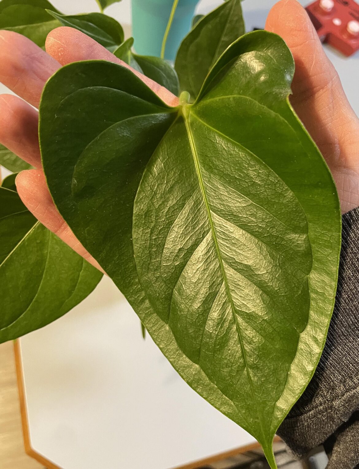 Anyone else have a favorite leaf in their plant collection?