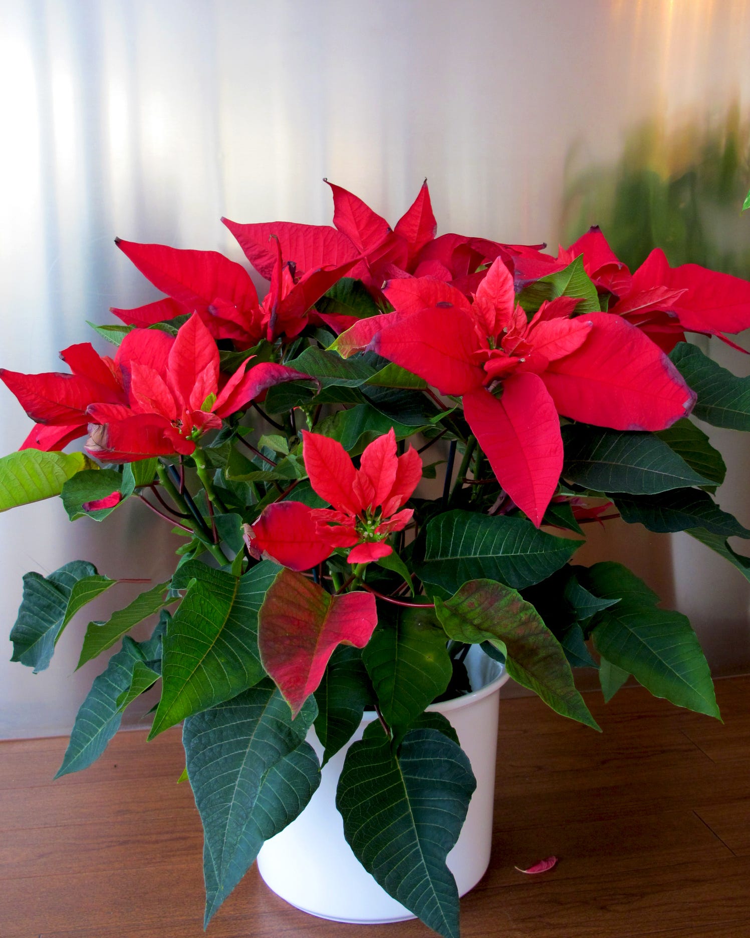 poinsettia christmas plant