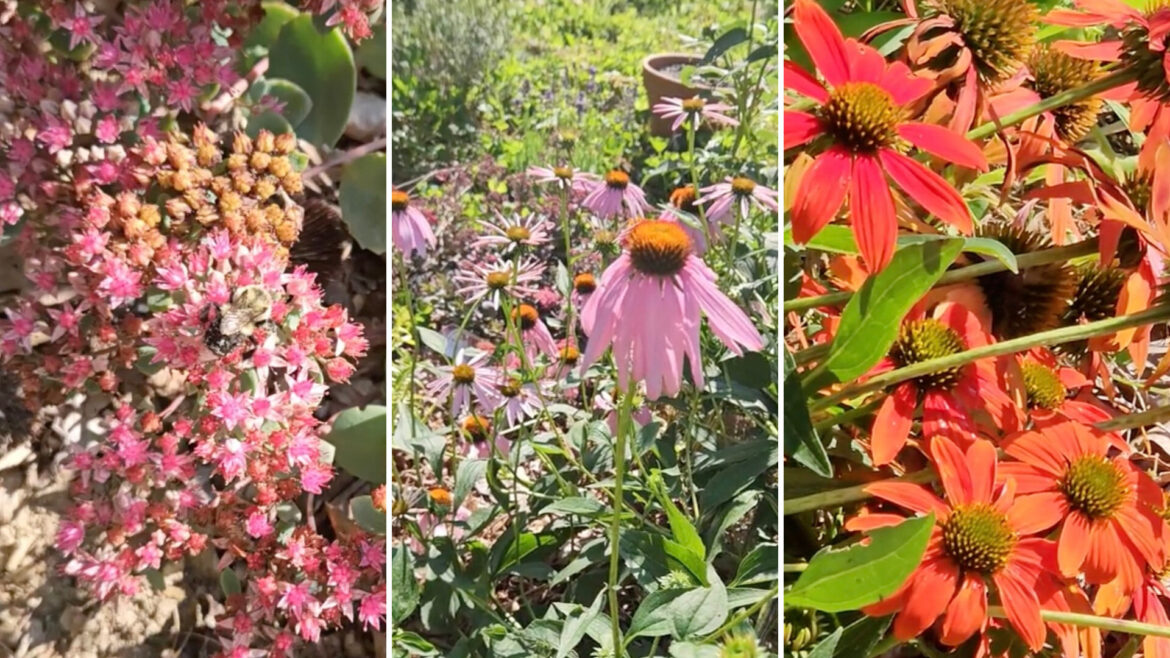 ‘You could say it’s going well’ One redditor shared a video of their thriving pollinator garden, prompting a discussion about the benefits of lawnless lawns.