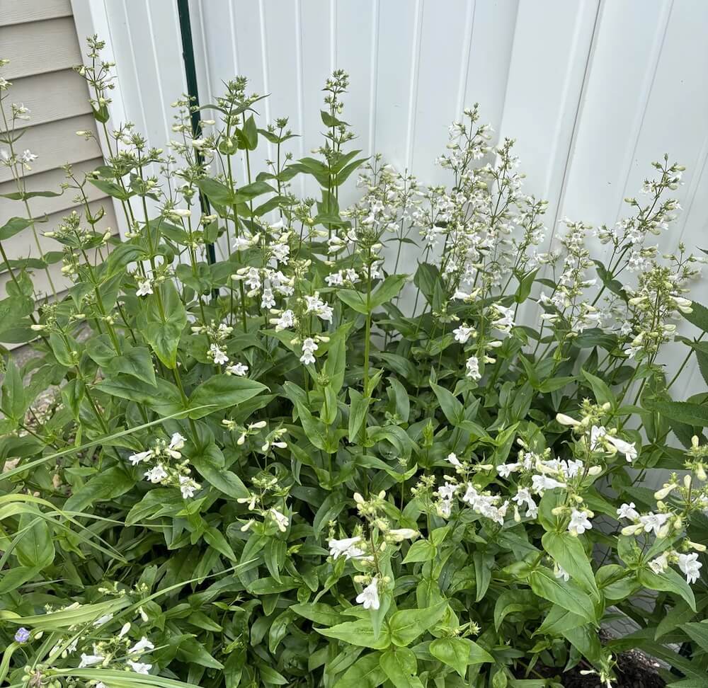 A proud homeowner shared the amazing transformation of part of their grassy lawn into a beautiful pollinator patch.