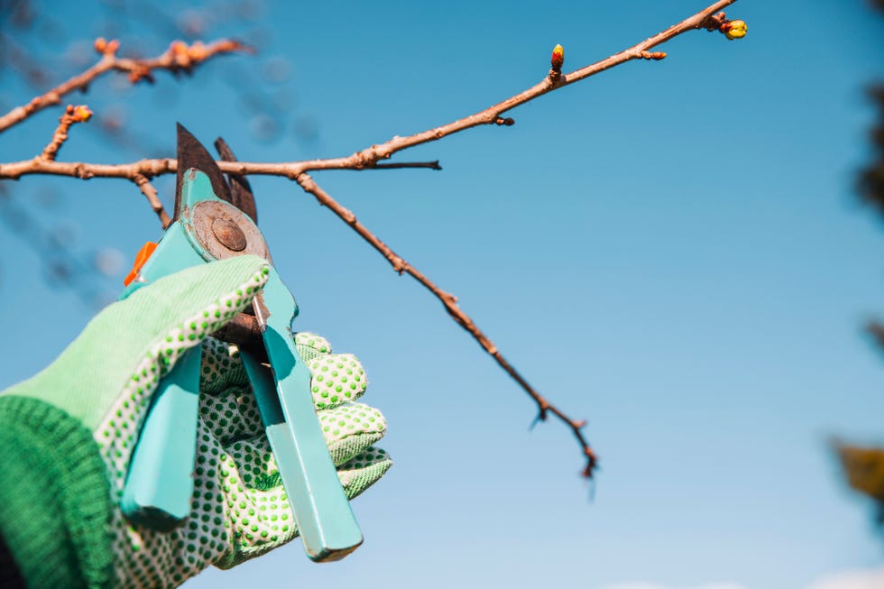 Cutting of tree branch gardener cutting fruit tree branch against blue sky. working in orchid. copy space