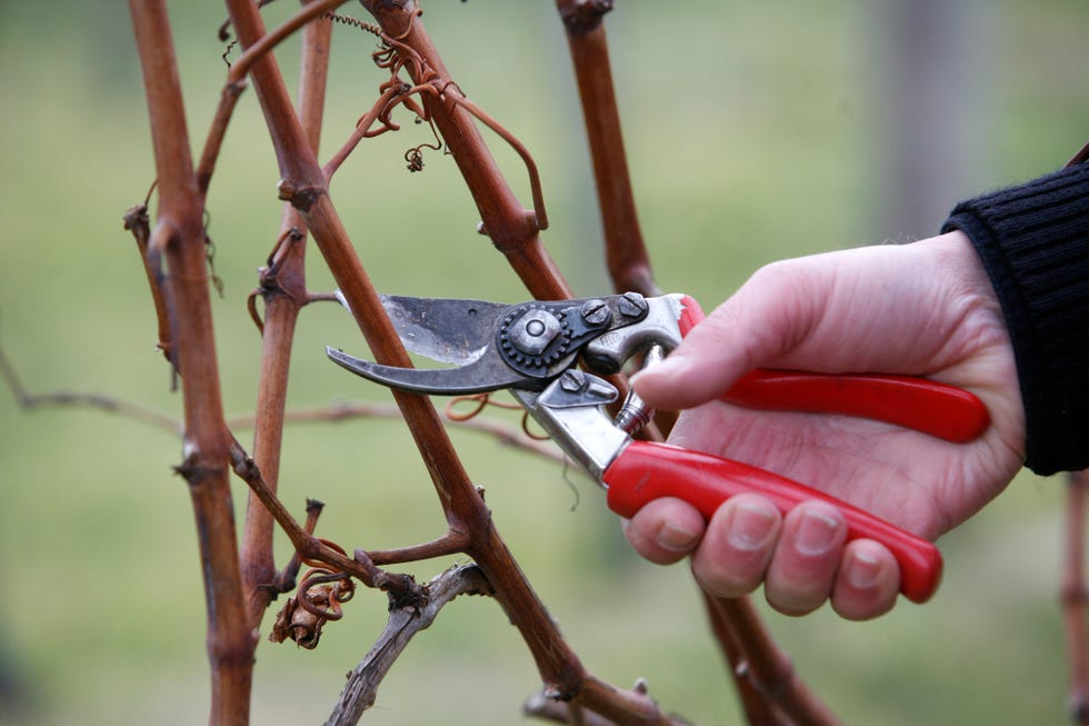 Man Pruning Grape Vine man pruning grape vine
