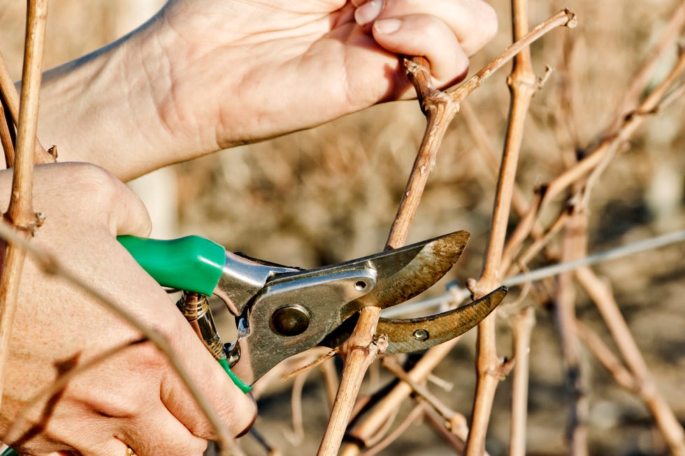 Pruning of grapevine pruning of vineyard in winter.