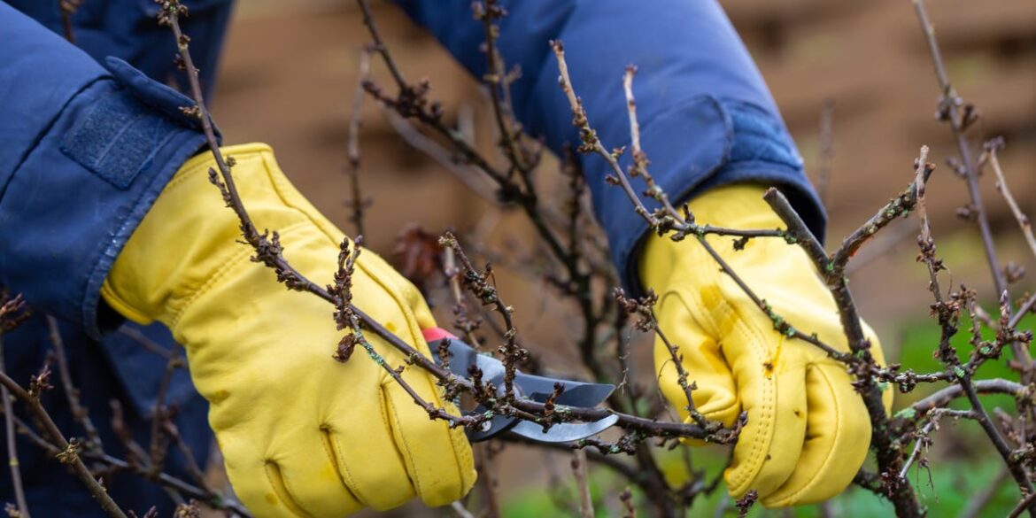 4 Plants You Must Prune In December Before It’s Too Late