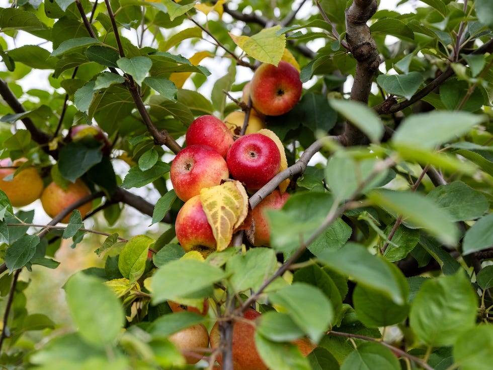 ripe apples hanging in a tree. apples hanging on a tree branch at garden center.