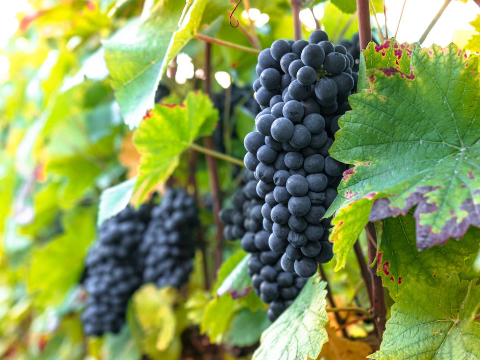 close up of ripe grapes ready for harvest.in france