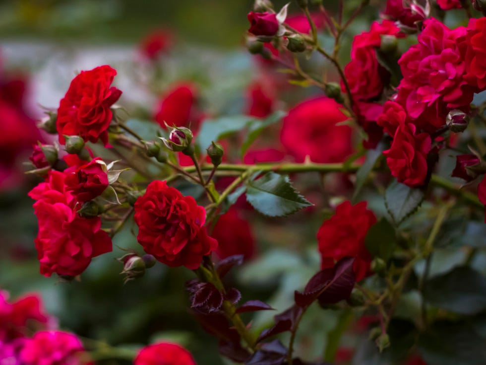 beautiful red roses grow on the flower bed. the photo was taken in the evening light.