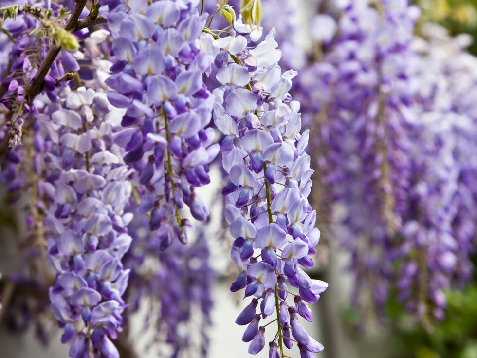 "blue wisteria in spring. oslo, norway.please see some other pictures from my portfolio:lightbox:"