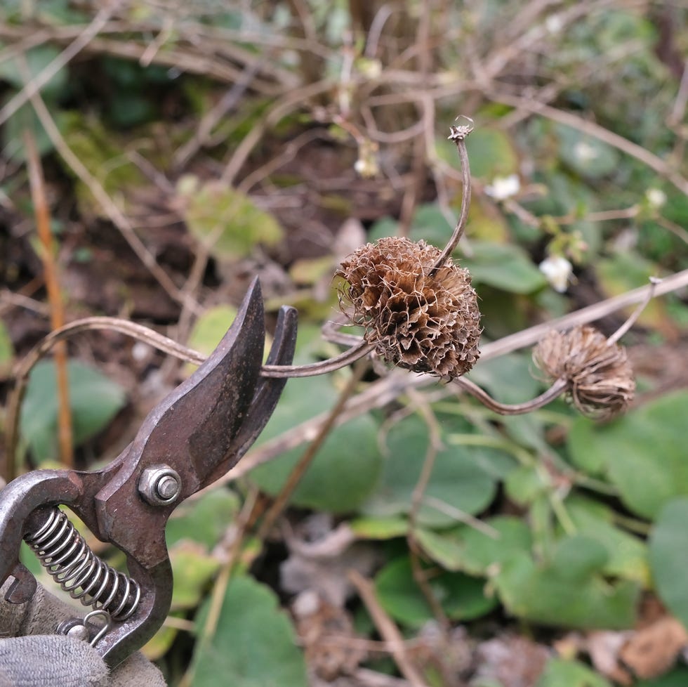 person pruning a shrub