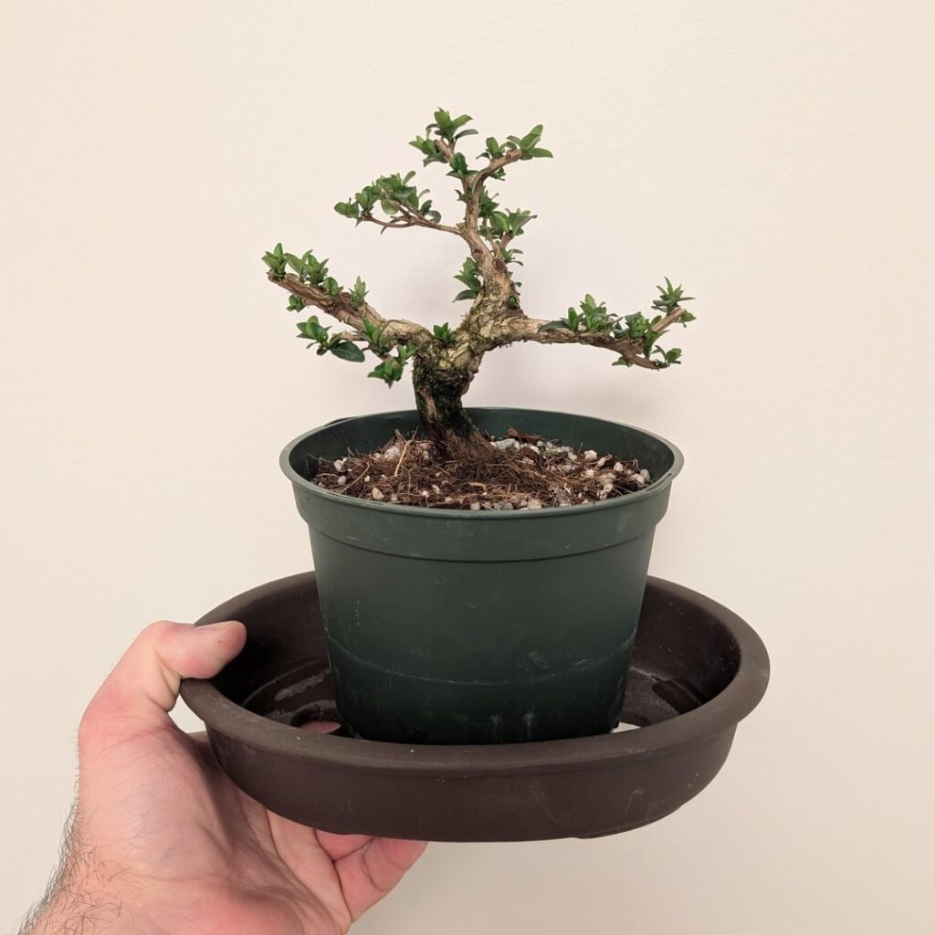 My new Japanese Honeysuckle! My new Japanese Honeysuckle!