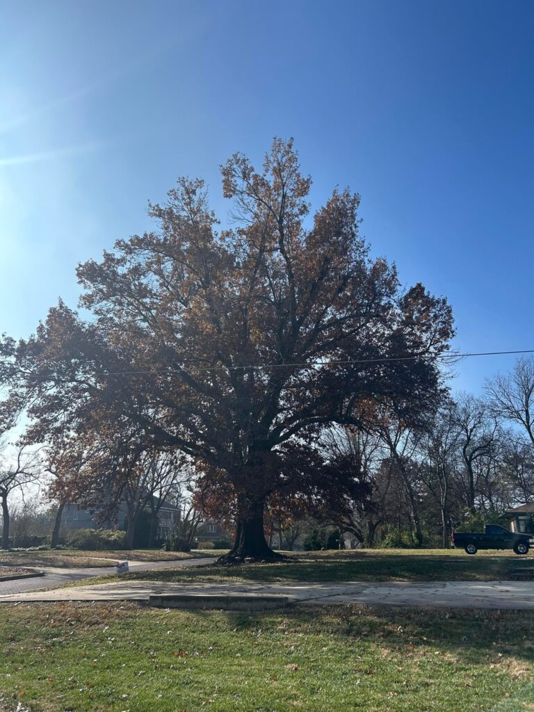 Health concerns with Oak tree that is around 300 yrs old
