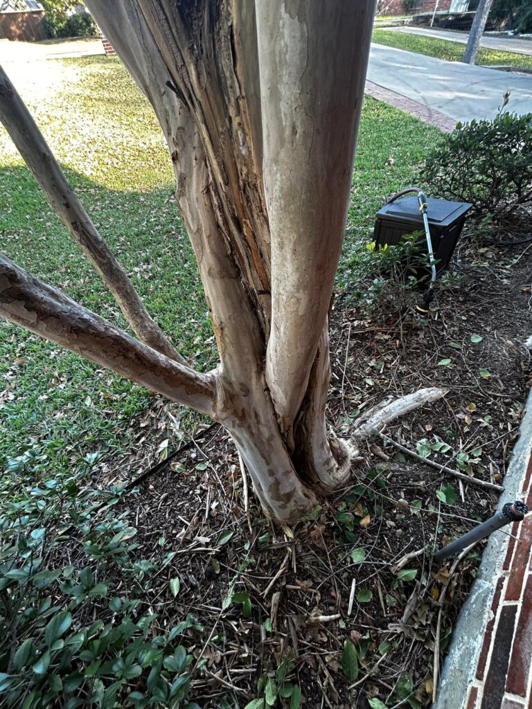 What Is Causing Damage To This Crape Myrtle?