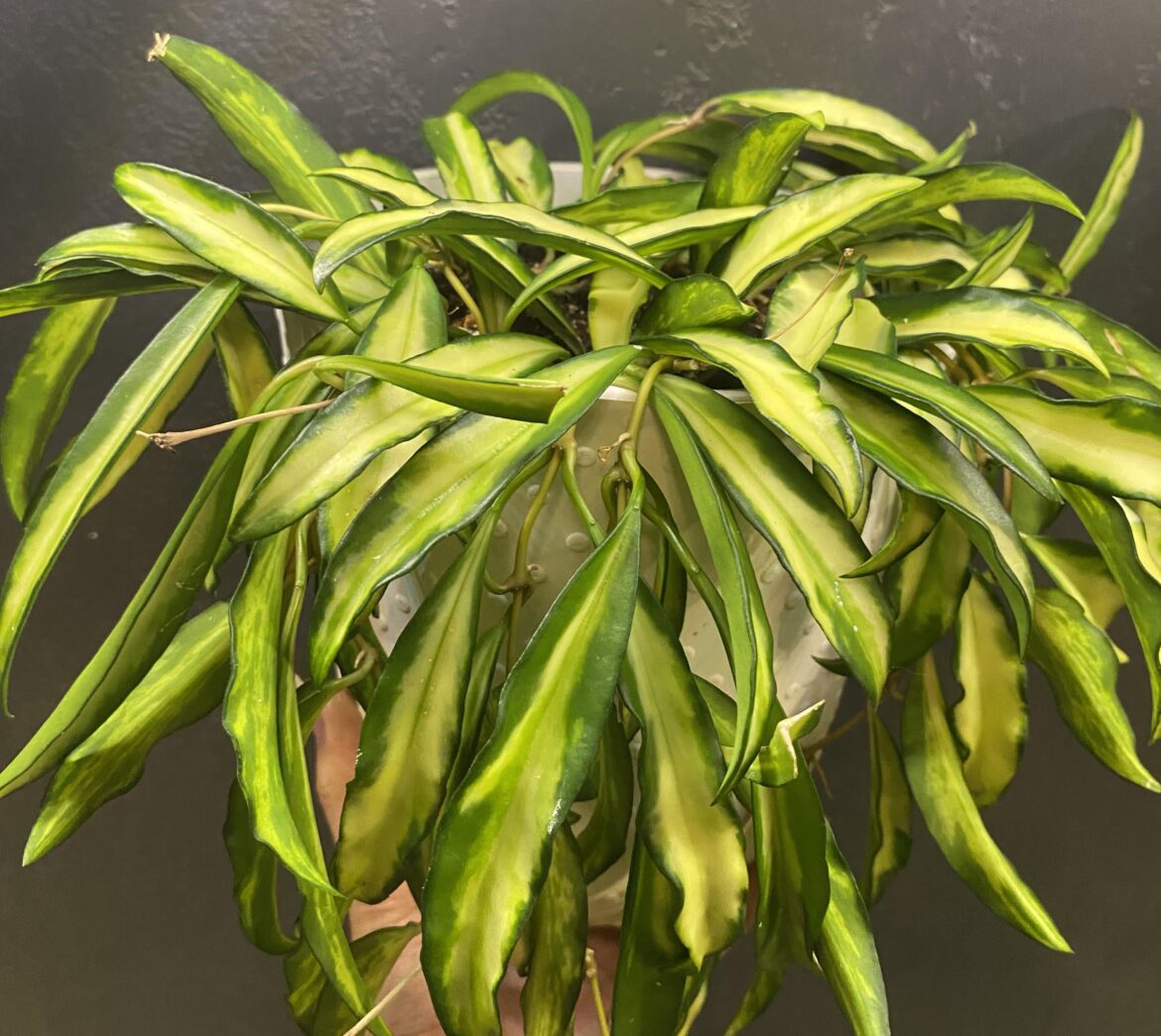 Help me become a hoya lover