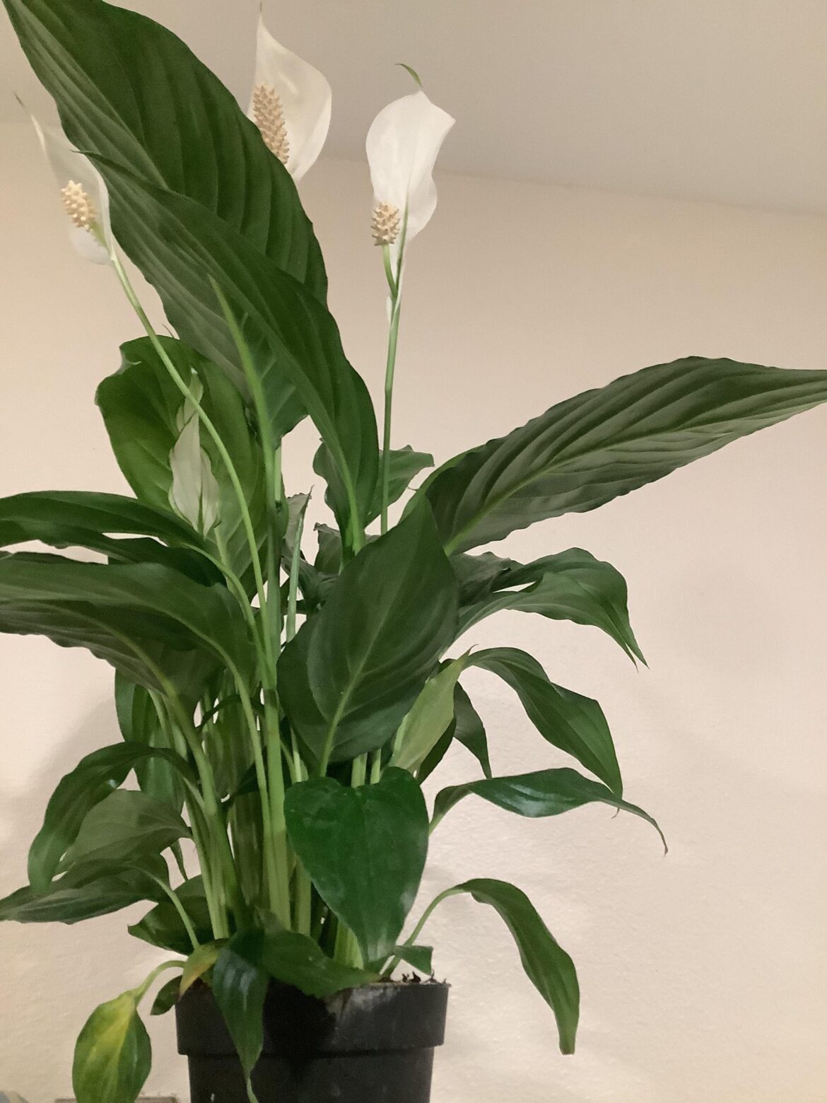 Employer sent me a holiday flower arrangement