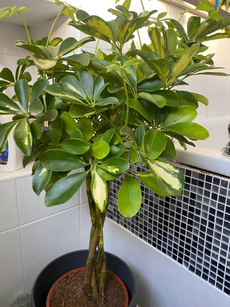 My new umbrella plant has a baby