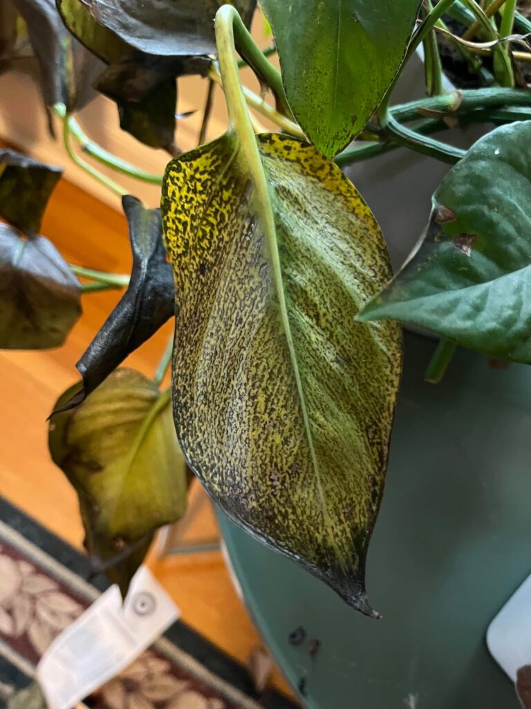 Burn? Or something else? Burn? Or something else?