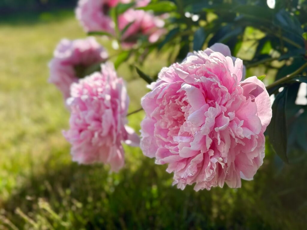 Last Summer’s Peonies