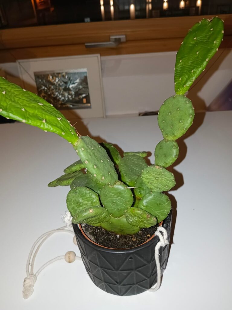 What do i do with this cactus?