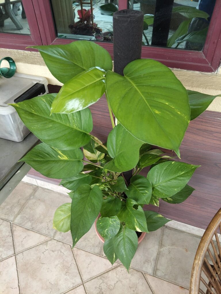 Look at what my grandma brought. Damn, I was planning to mature one of mine...