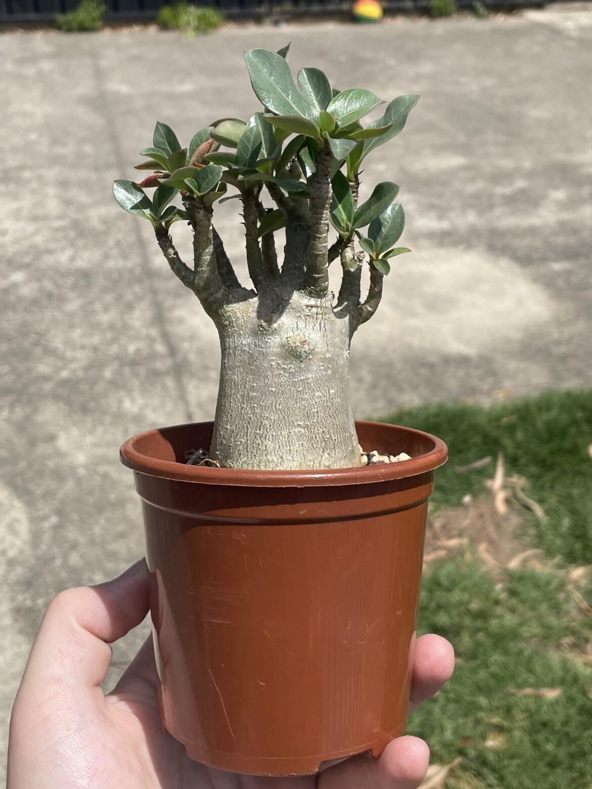 Adenium arabicum